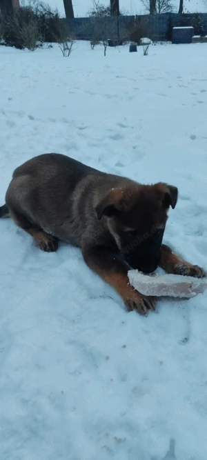 Deutsche Schäferhund Welpen 