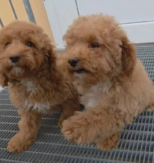 Toy Zwergpudel welpen  Bild 2