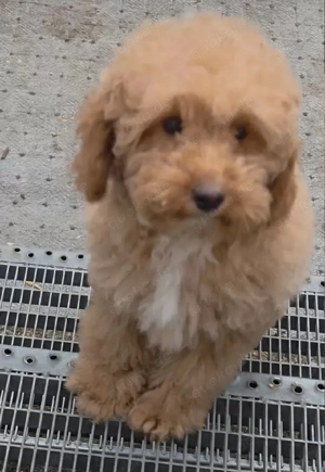 Toy Zwergpudel welpen  Bild 4