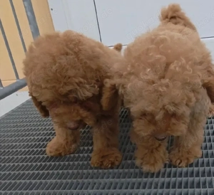 Toy Zwergpudel welpen  Bild 3