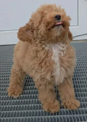 Toy Zwergpudel welpen  Bild 5