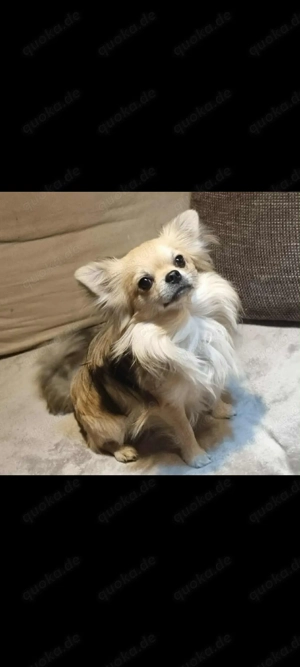 Bildschöner Chihuahua Deckrüde 