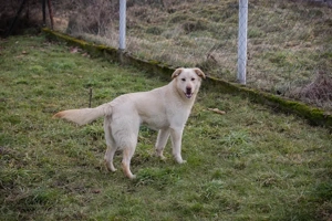 *CAMILLA* - Die Junghündin wird gerade auf ihr Leben in einer Famiie vorbereitet