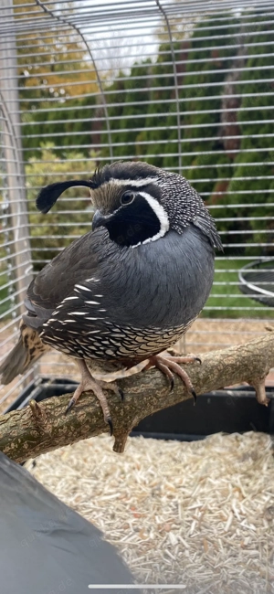 Kalifornische Schopfwachteln 