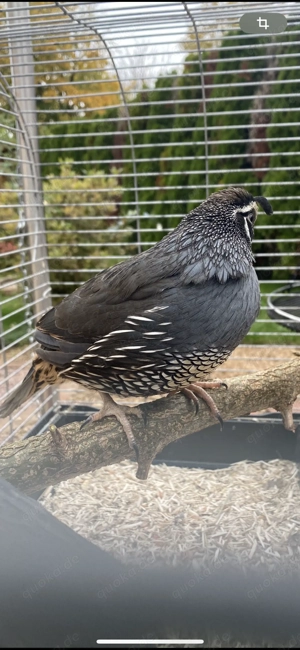 Kalifornische Schopfwachteln 