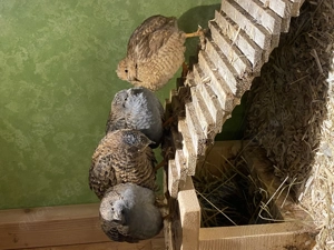 Chinesische Zwergwachteln Blue Face 