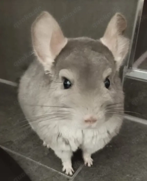 Einsames Chinchilla sucht neues Zuhause!