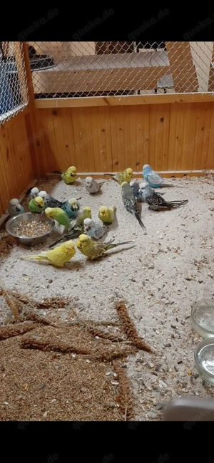 Schauwellensittiche abzugeben  Bild 2