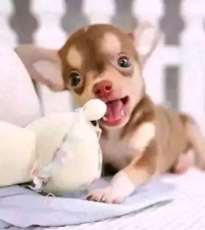 Wunderschöne Chihuahua-Welpen abzugeben