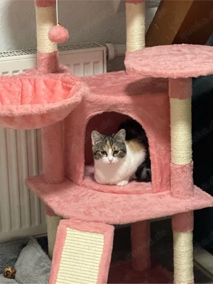 Verspielte, menschenbezogene Katze (1,5 Jahre)   hundefreundlich