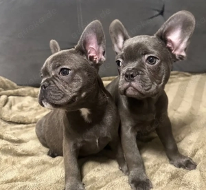 Französische Bulldogge Welpen 