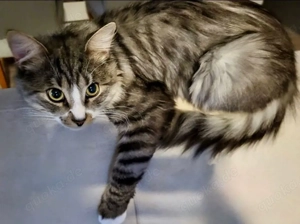 stubenkater sucht ein neues zuhause 