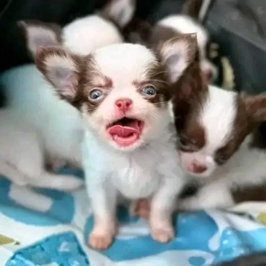 Super chihuahua Welpen