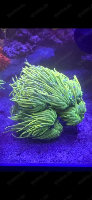 euphyllia holy grail malaysia 