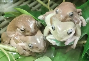 suche erwachsene korallenfinger Laubfrösche NRW