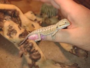  Süße Bartagamen Babys  Pogona vitticeps  liebevoll aufgezogen   verschiedene Farben & Zeichnungen 