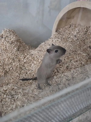 2 wüstenrennmäuse weiblich