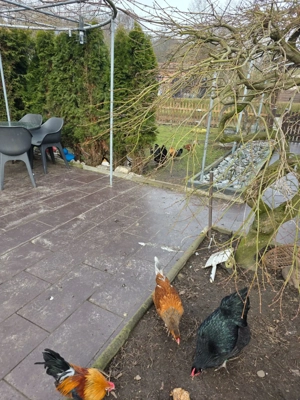 Wir geben noch einige  Hühner  und  Zwerghühner ab.