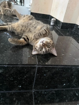 Süße Straßenkatzen suchen ein liebevolles Zuhause!->70  Schutzgebür