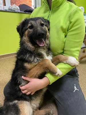 Junger Collin sucht sein Für-immer-Zuhause