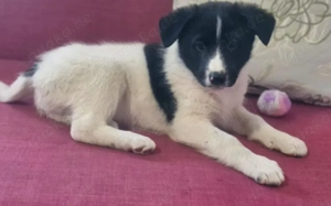 Peppi wartet auf sein eigenes Körbchen