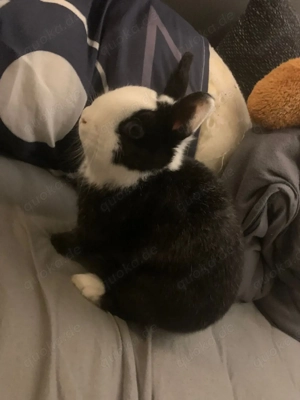 Zwergkaninchen Bild 2