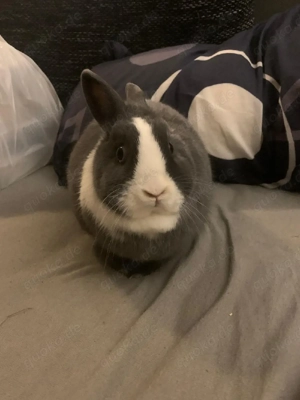 Zwergkaninchen Bild 3