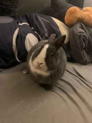 Zwergkaninchen Bild 4