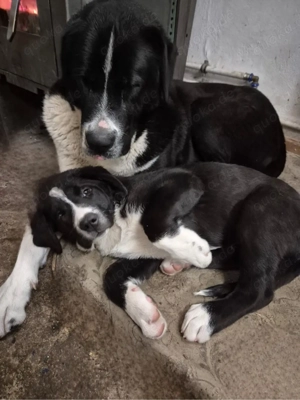 Alabai-Welpen abzugeben (ein Welpe mit Herdenschutzhund-Prägung)
