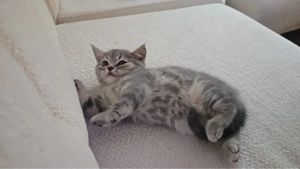 Baby Britischkurzhaar 