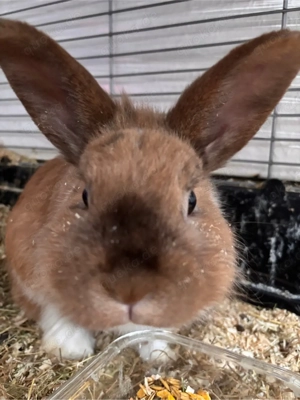 Rammler in gute hände abzugeben 