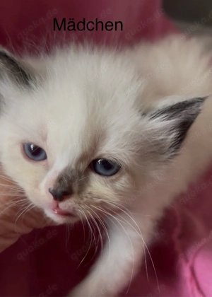 Ragdoll-birma kitten