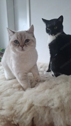 Biete Tierbetreuung Urlaubsbetreuung an