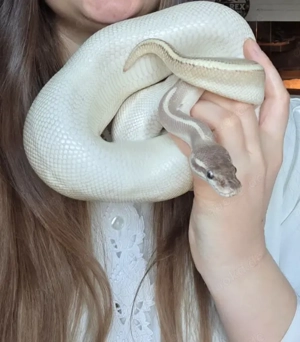 Königsphyton Purple Passion 