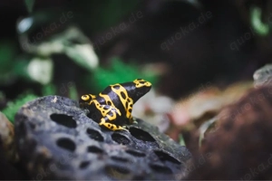 Suche Dendrobates Leucomelas 'Puerto Ayacucho' Weibchen