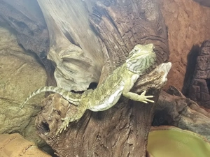 Zwergbartagame mit Terrarium 