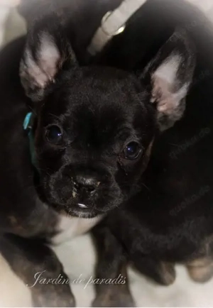 Alternativ Französische Bulldoggen Rüde und Hündin mit Ahnentafel