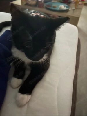 Verspielter Jungkater sucht neues zu Hause