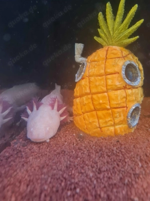 10 erwachsene Axolotl abzugeben. Bild 2