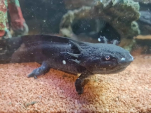 10 erwachsene Axolotl abzugeben. Bild 3