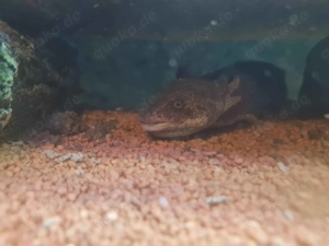 10 erwachsene Axolotl abzugeben. Bild 4