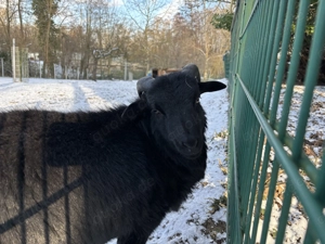 Kamerunbock 6 Monate