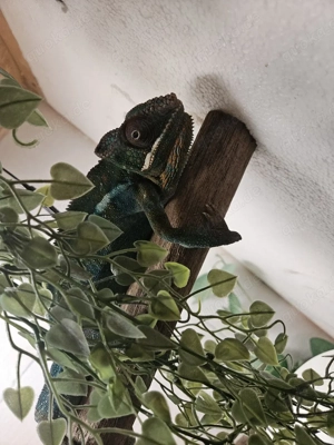 Großes camillian abzugeben