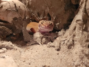 Leopard geko abzugeben