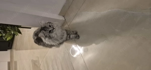 Kartze abgeben  Bild 2