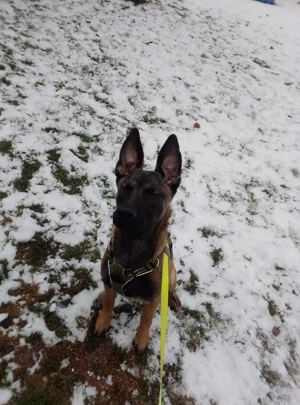Malinois-Hündin 6 Monate 