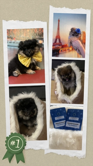 Zwergspitz Welpen Pomeranian