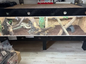 zu verschenken königspython pinstripe 0.1 & KillerBee 1.0