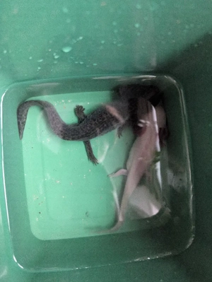 Axolotl Liebhaber