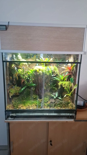 Regenwaldterrarium zu verkaufen